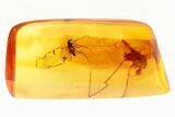 Fossil True Midge with Attached Phoretic Mite in Baltic Amber #307877-1